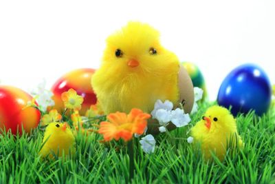 Easter Chicks