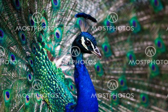 Beautiful peacock
