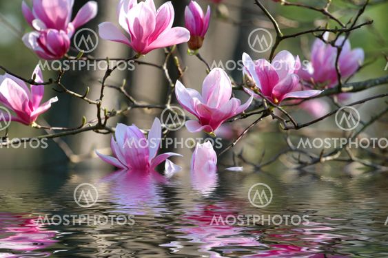 Japanese Magnolia