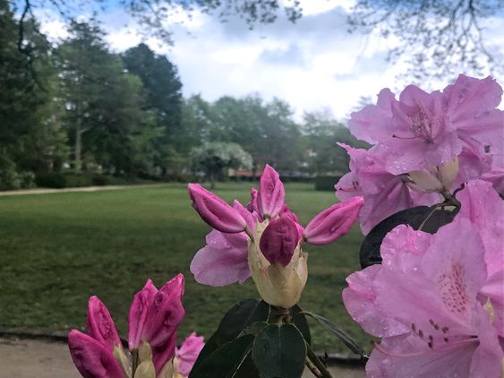 Flowers - rhododendron in park