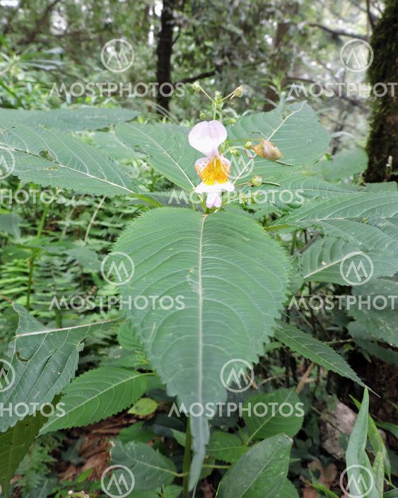 Botanical Plants Flowers