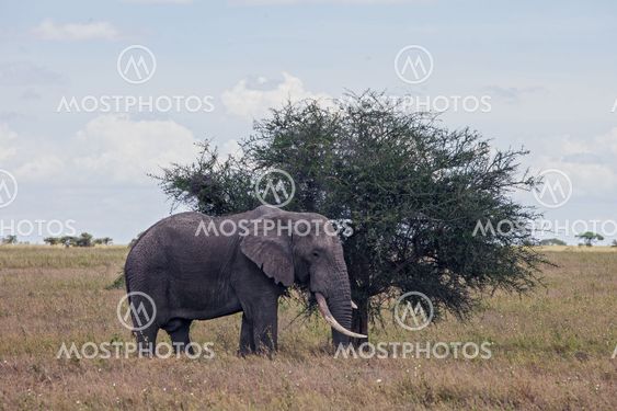 Elephant in Serengeti Nationalpark