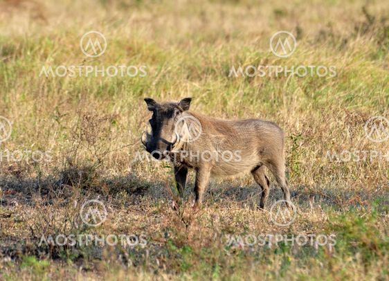 Afrikansk Wildlife: Warthog