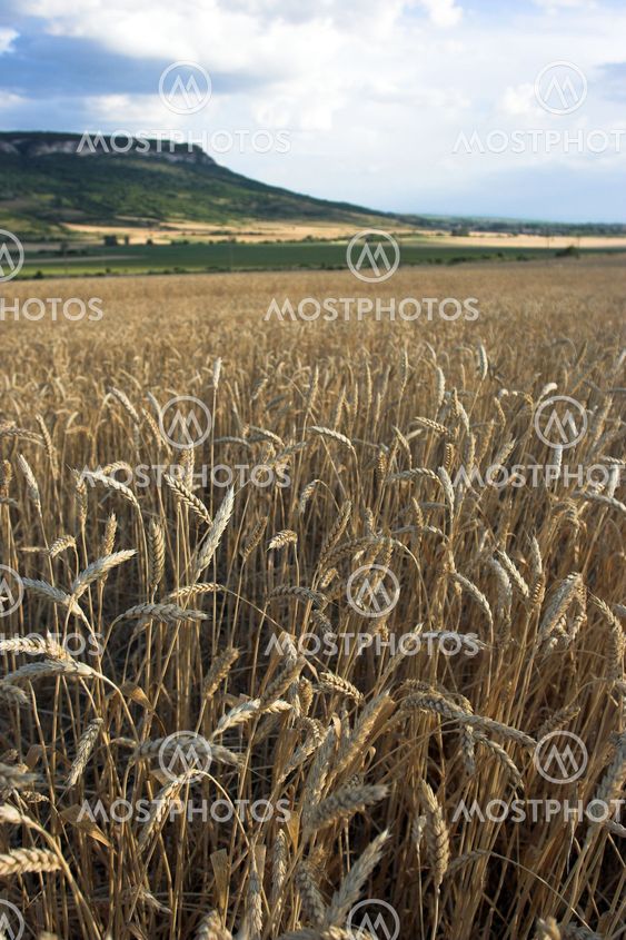 golden wheat field