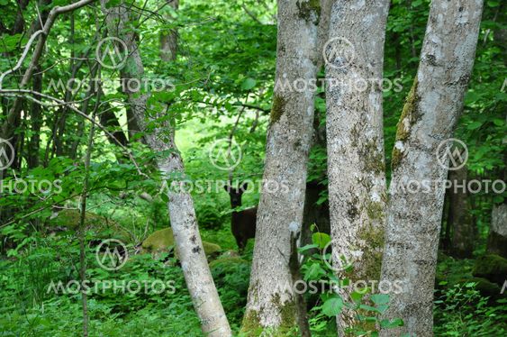 Hiding behind the trees