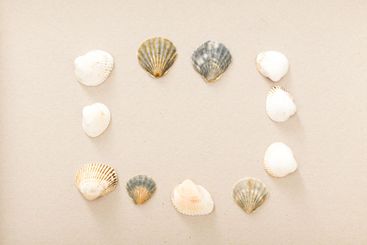 Collection of seashells arranged in a circular pattern...