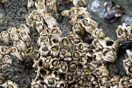 Barnacles