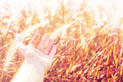 Hand touch nature Morning light through gentle grass