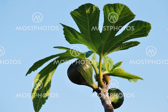 Early fig