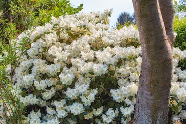 White flowers, bush and tree with floral leaves for...
