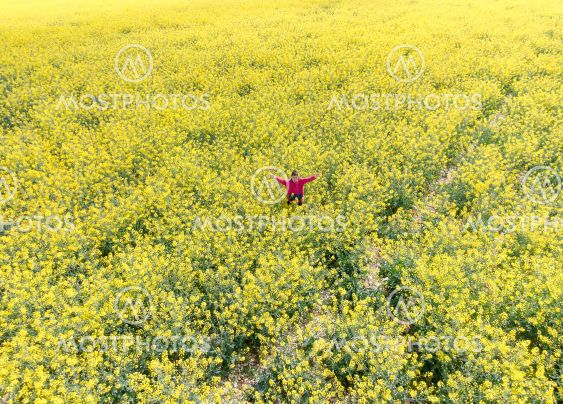 Aerial image taken with drone of a field of rapeseed...