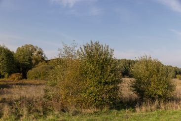 deciduous trees of different types in the autumn season