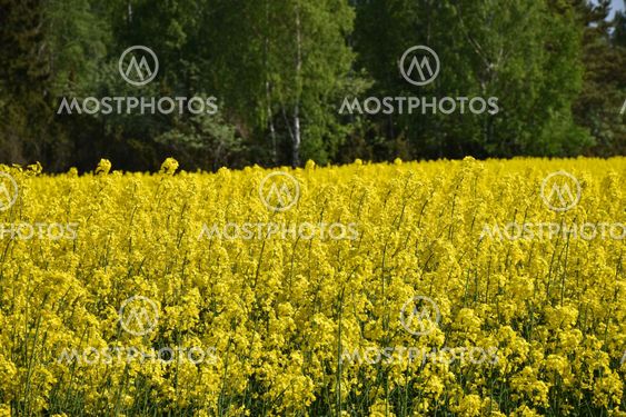 Blommande rapsfält framför en grön skog