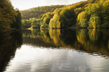 Forest by river at sunset