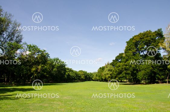 Green grass on a golf field