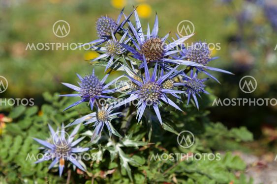 Thistle, Saja-Besaya natural park, Cantabria, Spain