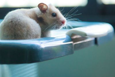 Cute light brown Syrian or Golden Hamster (Mesocricetus...