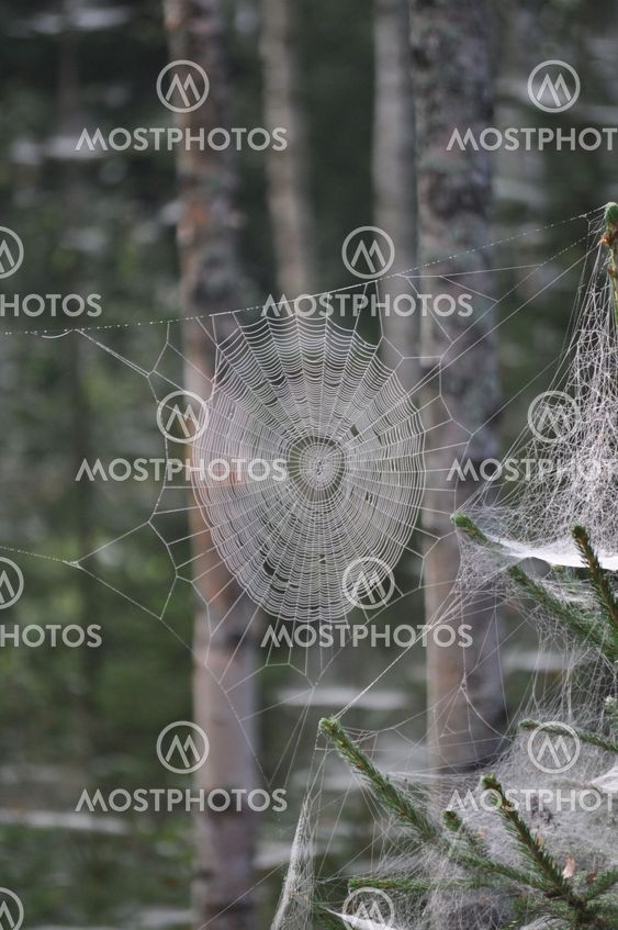 Beautiful spider web