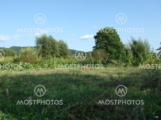 Destroyed conrflake field at Costesti, Romania