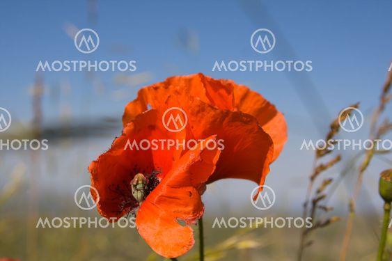 Closeup of a poppy in a field