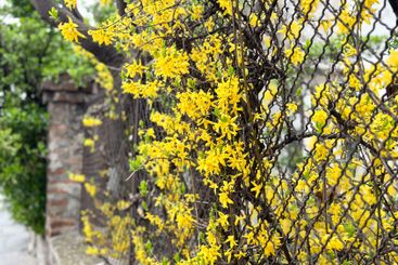 Forsythia branches covered in bright yellow flowers....