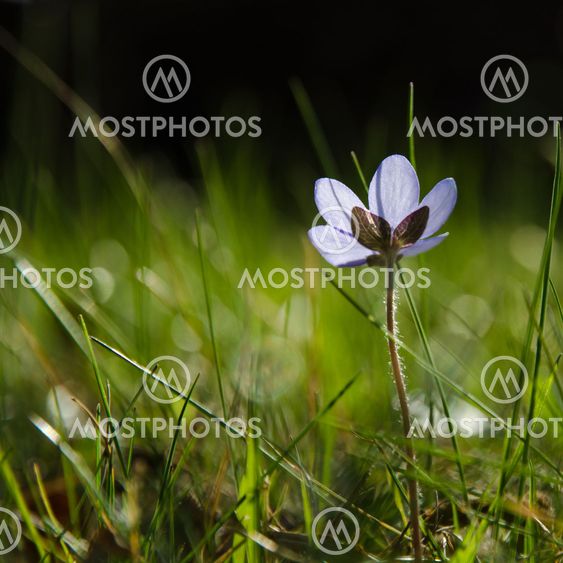 Shiny Hepatica flower