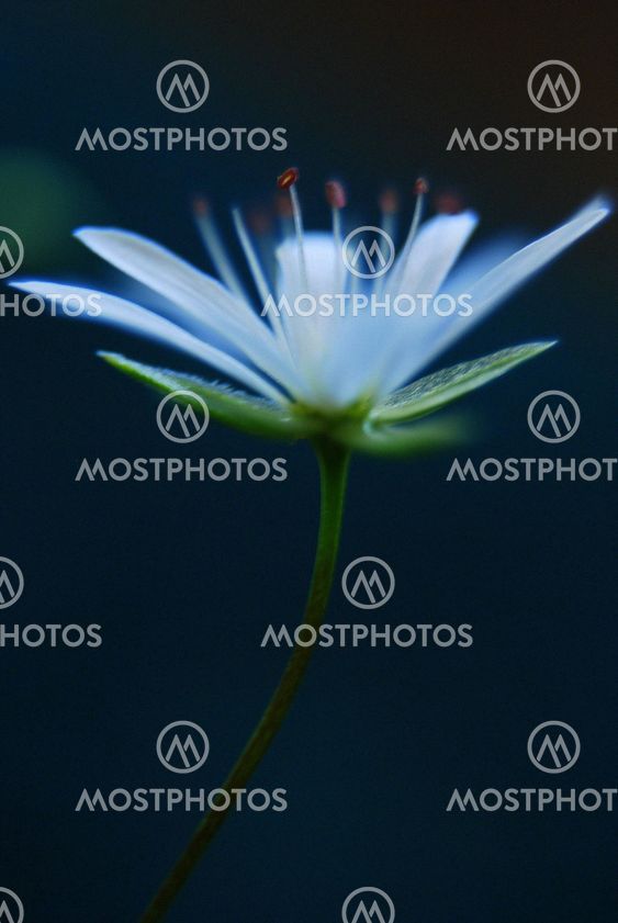 Haq N Kuva Valkoinen Pieni Kukka Mostphotos