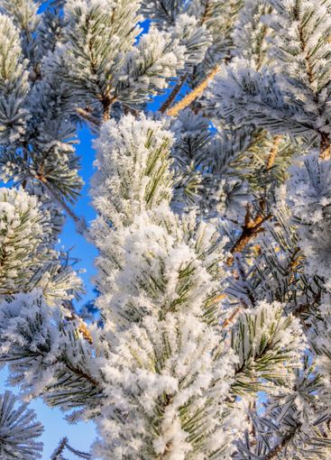 Close up at frosty pine tree branches a cold sunny...