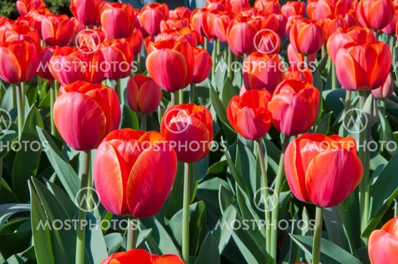 tulip in flower field