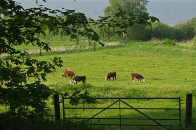 Cows on a field in Denmark Scandinavia