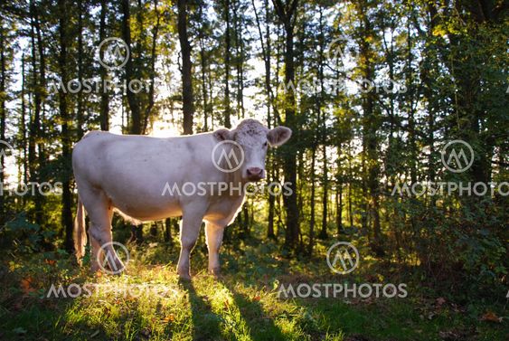 Shiny charolais cow