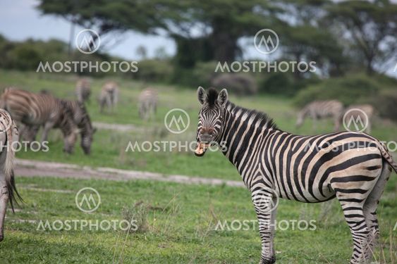 Zebra Botswana Africa savannah wild animal picture