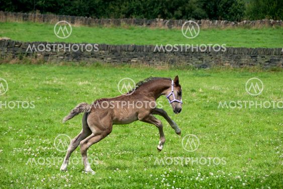 Prancing Føl