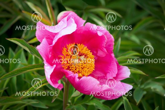Peony