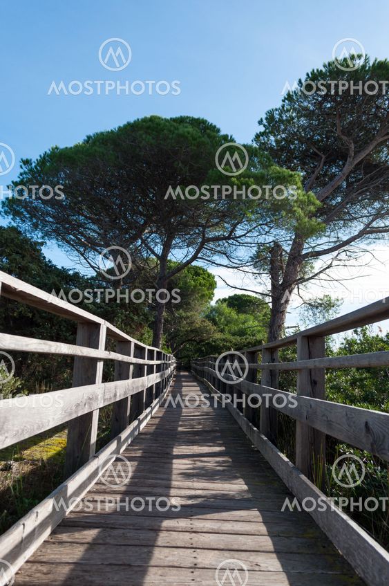 Wooden bridge in the middle of nature