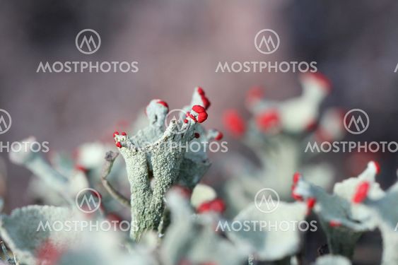 Cladonia borealis macro