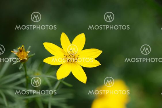Yellow small flower