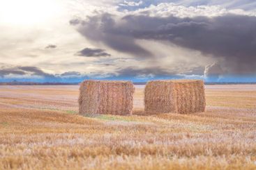 Agriculture, hay bales and overcast sky at farm for...