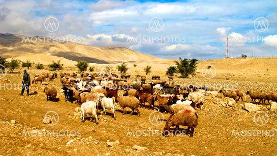 Shepherd