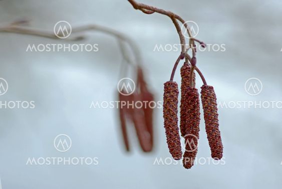 Alder catkins