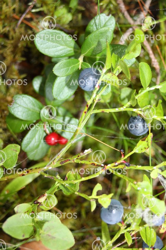 Blueberries and lingonberries