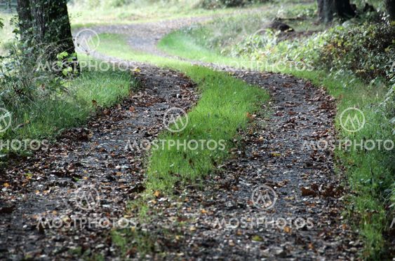 Autumn road