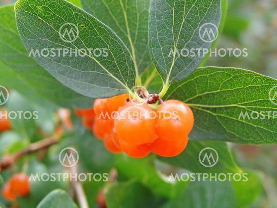 wild fruit