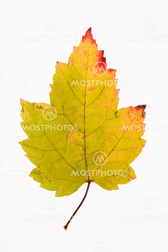 Maple leaf on white.