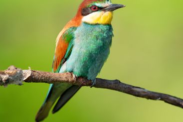 European bee-eater close-up is sitting on a dry branch....