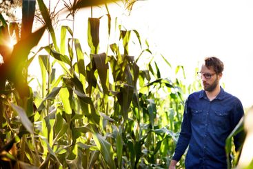Corn, farming and man in field for inspection, natural...