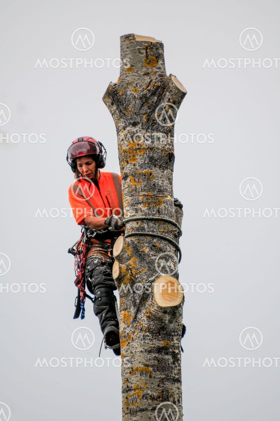Arborist