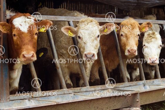 Cattle