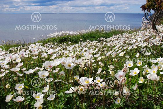 Coastal white anemones