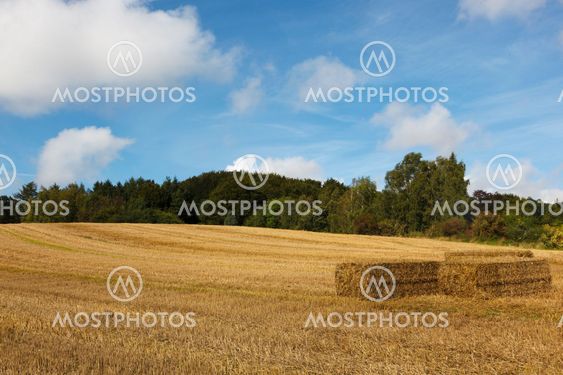 Straw bales on field